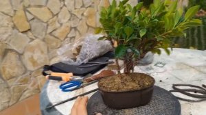 Расширение небари бонсай. Утолщение ствола бонсай! Как расширить ствол у бонсай всего за 15 минут?