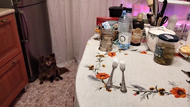 #москва #цветынаокошке #цикламен#ПОДАРОКСЕБЕЛЮБИМОЙ ЭТО - ЦИКЛАМЕН !!! И Я ЕГО КУПИЛА! САМА СЕБЕ!! смотреть онлайн