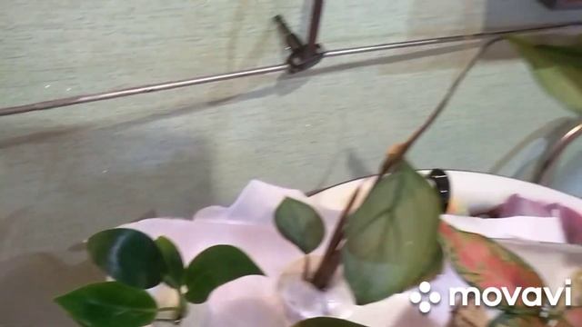 10 ноября посылка с цветами.Грибной суп.На веранде утепляю окно. смотреть онлайн