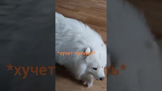 лотос с сушкой на ухе! (моя собака лотос) смотреть онлайн