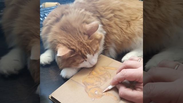 Нарисовать рыжего кота смотреть онлайн