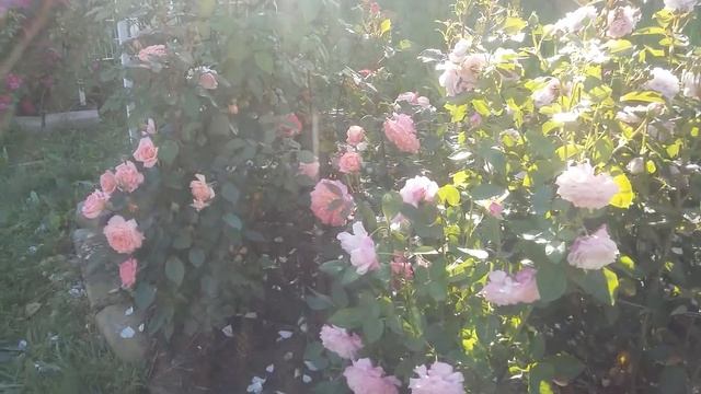 Срочно, кто не успел розы заказать.Мои любимые питомники России.Открылся каталог. смотреть онлайн