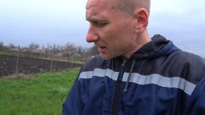 Абрикос и дожди во время цветения