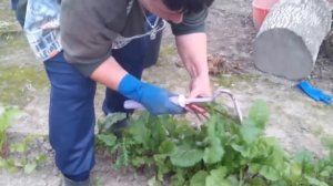 прореживание и пересадка свеклы