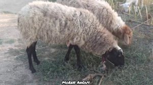 романовская овца на поводке, выгул овец и баранов под конец сезона!(хлеб)
