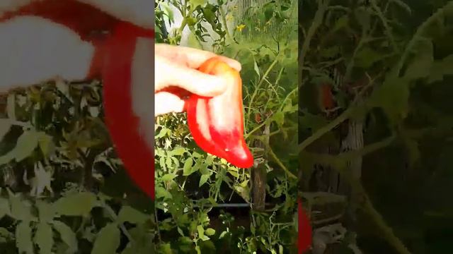ТОМАТ РОЗОВЫЙ ТЮЛЬПАН Обалденный, очень вкусный сорт томатов!!!! #сортатоматов смотреть онлайн