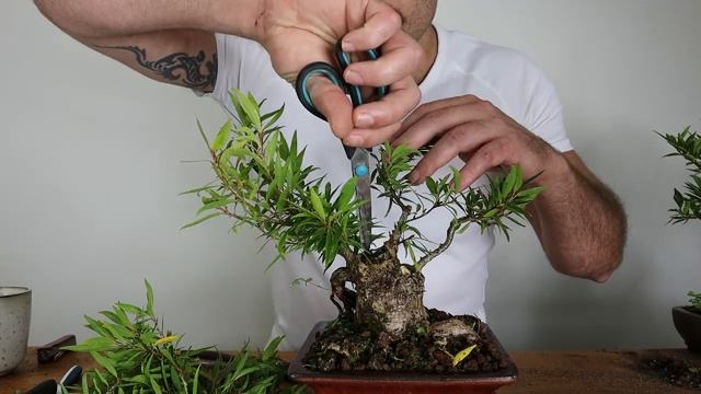 Pruning My Willow Leaf Ficus Bonsai