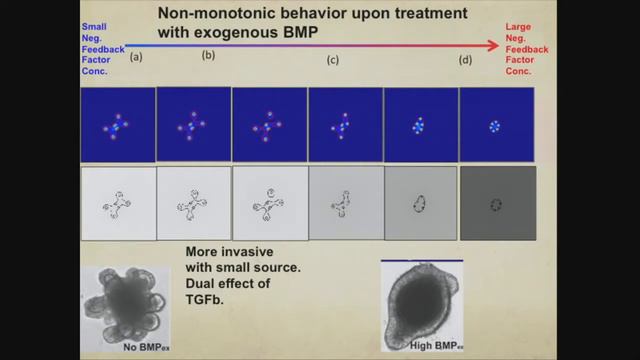 Feedback, lineages and cancer, John Lowengrub (University of California at Irvine) смотреть онлайн