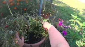 ?Сорт ампельных томатов «Ампелька» . рецепт для черри