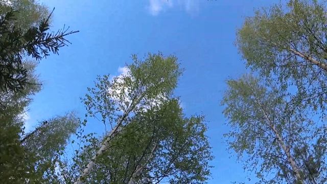 Качество видео AKASO V50 PRO. Сравнение с другими экшн камерами. Full Hd 1080/60 смотреть онлайн