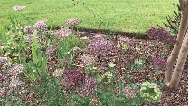 Daucus Carota (Dara)