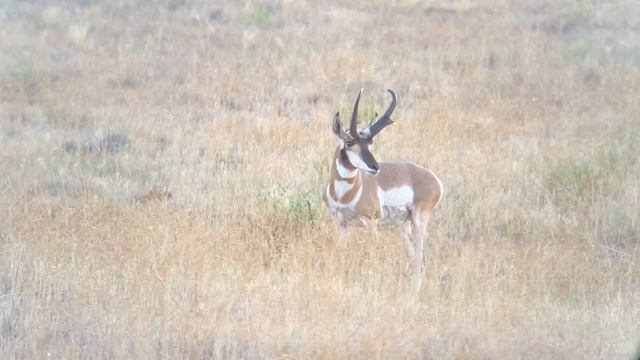 Hawke Endurance ED 25-75X85 spotter with the Phone Skope - AWESOME way to digiscope! смотреть онлайн