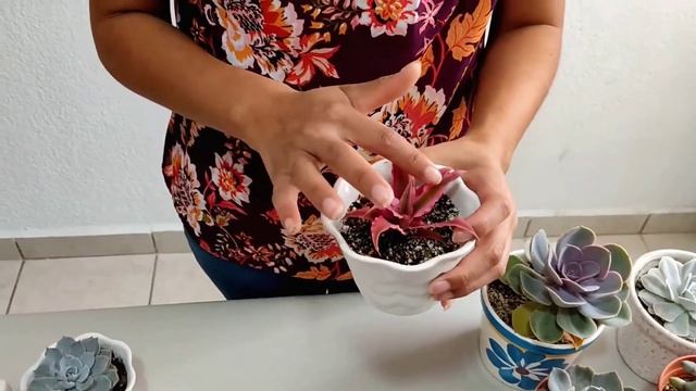 CRYPTANTHUS BIVITTATUS | BROMELIA que parece SUCULENTA ?? смотреть онлайн