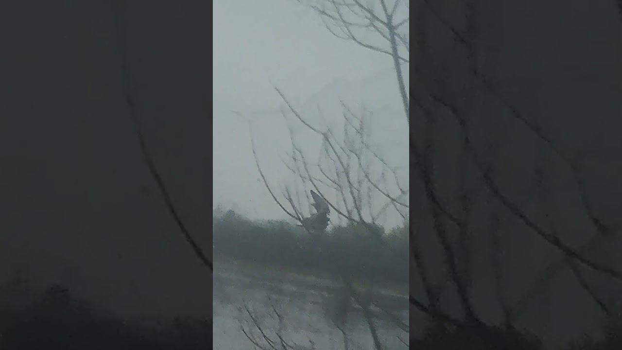 Два выстрела = два селезня / Отличный дуплет #hunting смотреть онлайн