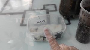 Азимина. Как прорастить семена Азимины. Проращиваем семена Азимины в квартире