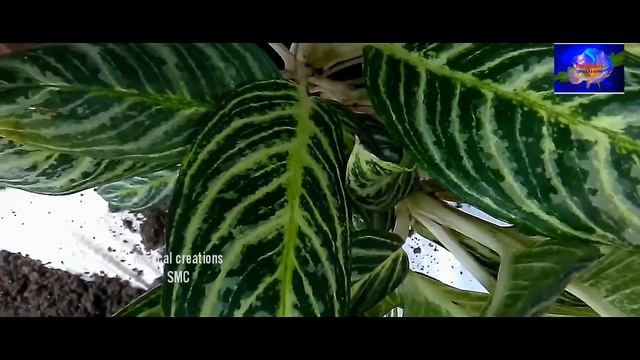How to Grow Agalonema Brilliant ( Chinese Evergreen Brilliant ) Indoor plant смотреть онлайн
