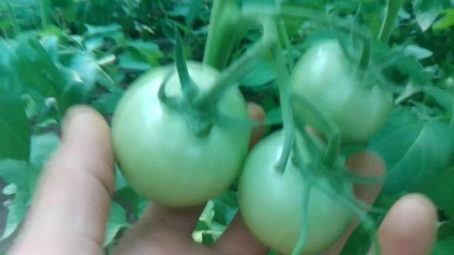 томат на 18 мая смотреть онлайн