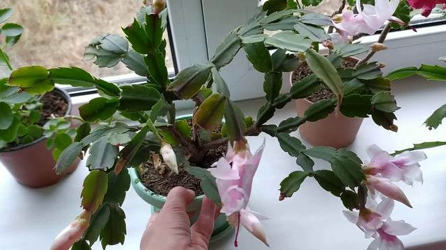 КОМНАТНЫЕ ЦВЕТЫ. ЦВЕТЕНИЕ В ДЕКАБРЕ смотреть онлайн