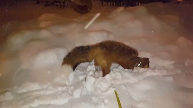 Tiki the fox is happy because of the snowfall (Day 327-328) смотреть онлайн