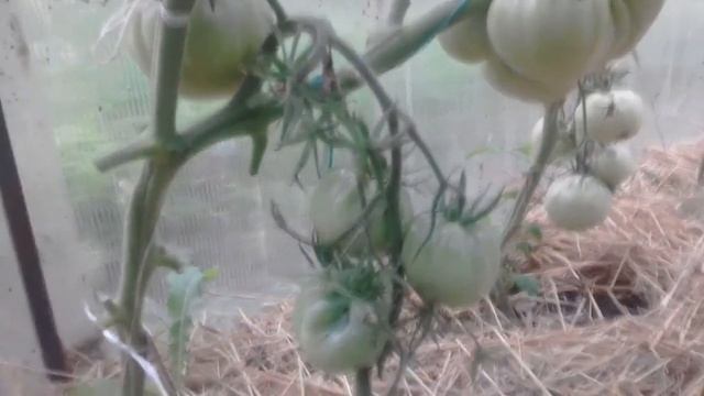 Сорт томатов Томанде ( Томато ) смотреть онлайн