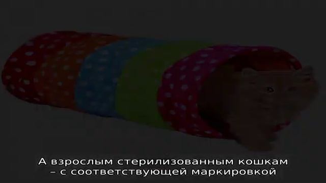 Корм для кошек chammy: отзывы, разбор состава, цена смотреть онлайн