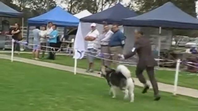 Open Dogs - Part 2 смотреть онлайн