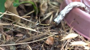 КАПЕЛЬНЫЙ ПОЛИВ ИЗ БУТЫЛКИ ЧАСТЬ 2