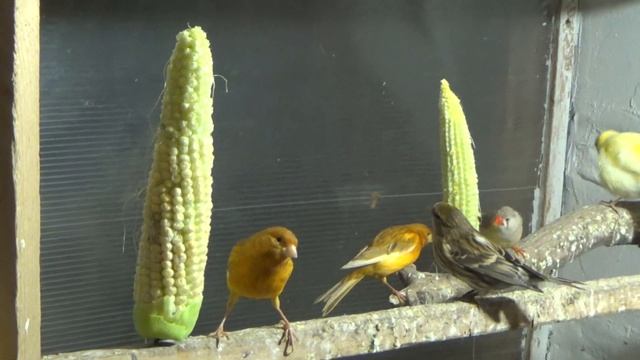 Едят ли канарейки кукурузу. смотреть онлайн