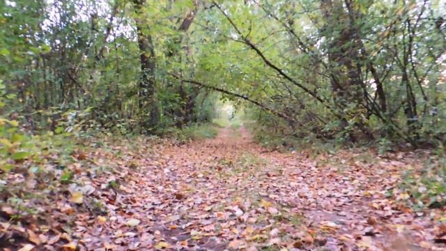 Закрытие 2019 на реке Свислочь | Рыбалка в Беларуси (Fishing in Belarus) смотреть онлайн