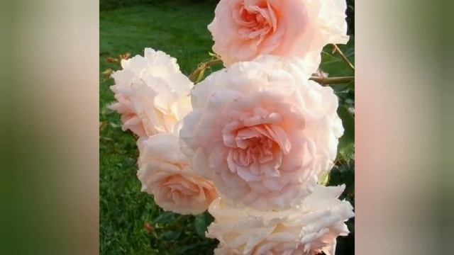 С днём рождения, мама! смотреть онлайн