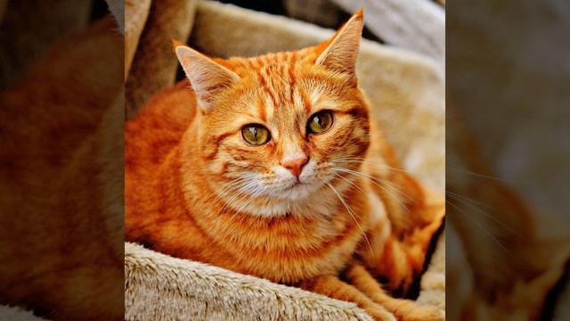 Cat music 8 смотреть онлайн