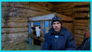 Поменяли бычка на ...  и уже зимние деревенские будни!