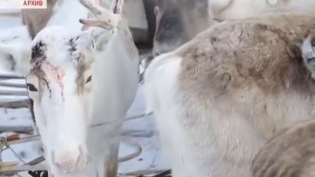 Стоит ли красноярцам бояться сибирской язвы смотреть онлайн