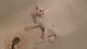 У кошки сердечная недостаточность ?