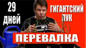 Лук из семян за 29 дней пока не стал гигантом, но переехал в большой объем, гигантский лук