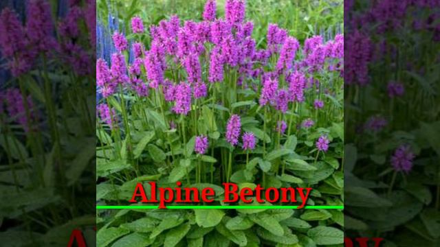 51 Purple Flower Plants With Names | Purple Flowering Plants Identification | Plant And Planting