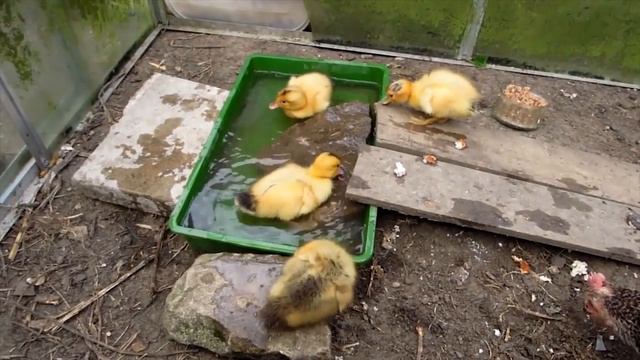 DUCK Facts for Children - Information About Ducks for Kids - Learn About Ducklings | Kiddopedia смотреть онлайн