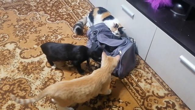 Бездомный котенок . Юта смотреть онлайн