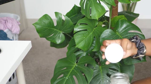 Do Plant Chores With Me | How I Shine Plant Leaves