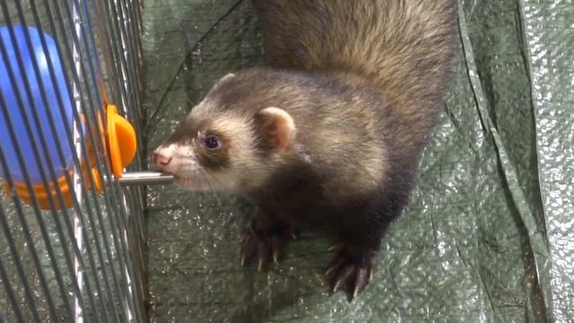 Домашние хорьки смотреть онлайн