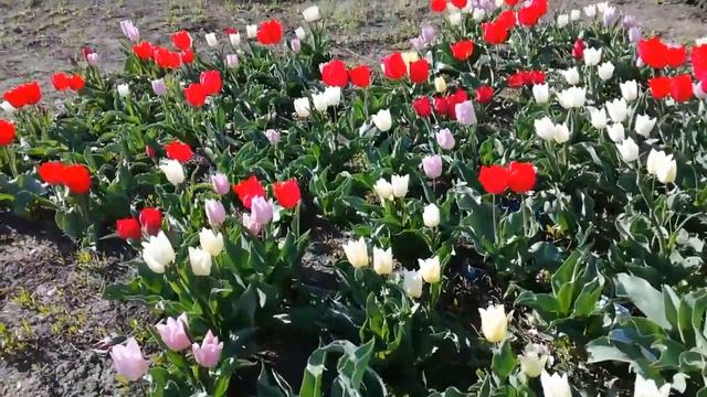 Тюльпаны и деревья в Левенцовке, Ростов-на-Дону