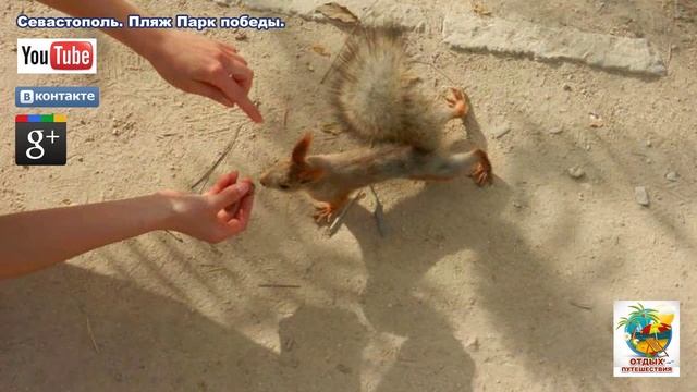 Отдых в Севастополе. Пляж Парк победы. Как добраться или не забудь покормить белочку!? смотреть онлайн