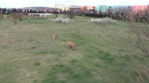 Драки львов. Мирный выпуск львов в Тайгане в 2019 году