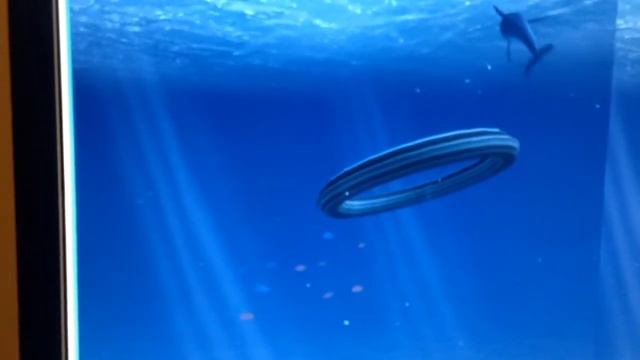 Ocean Rift dolphin tricks take 1 смотреть онлайн