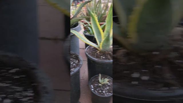 Propagating baby Agave #agave #plants #gardening #Orcutt #santamaria #photography смотреть онлайн