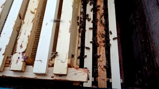 Как очень быстро объединить пчёл? И заодно убрать роевое настроение смотреть онлайн