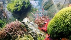 Борьба с Кладофорой - Нитчаткой и Ксеном в Креветочнике.