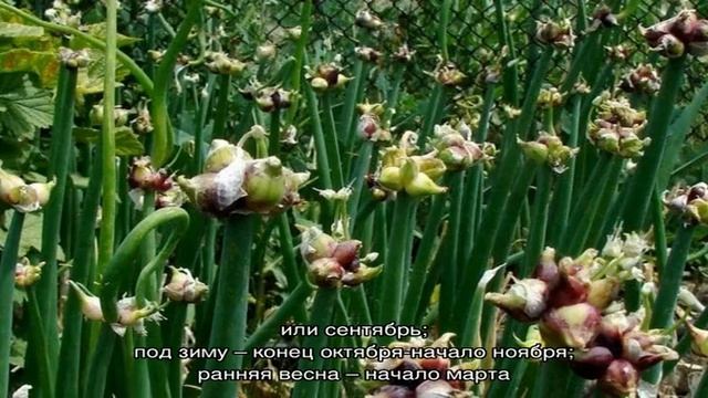 Неприхотливый в выращивании и уходе «Многоярусный» лук смотреть онлайн