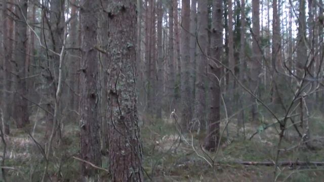Охота с РПГ Добычем. Очередной МОМЕНТ! Заяц - в ноги! смотреть онлайн