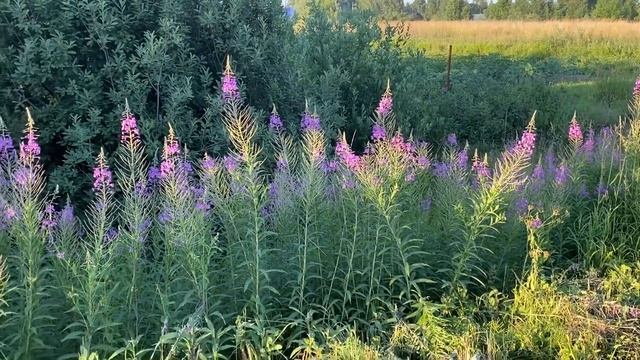 Ярославские поля, луга, полевые цветы ??♀️???♀️ смотреть онлайн